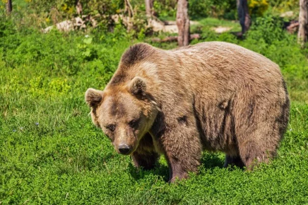 Dreams about bears
